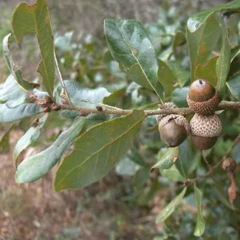 thumbnail for publication: Quercus chapmanii, Chapman Oak